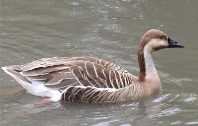 Сухонос и Гуменник / Птицы Южных Курил